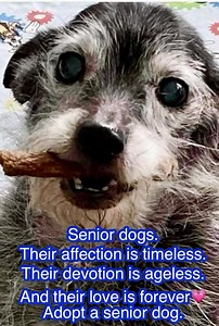 We’re thrilled to share that senior pup, Samson, has been adopted! While many people don’t want to adopt a senior, there are so many wonderful reasons that they make perfect pets. Senior dogs are like fine wine—they only get better with time! 🍷🐶 When you adopt a senior, you’re bringing home a loving, wise, and loyal companion who is ready-made to be your best friend. Here’s why senior dogs are simply the best: ✨ Grateful Hearts – Seniors seem to know they’ve been given a second chance, and the
