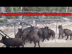 Feral Hogs Are Taking Over the United States Wild #feralhogs #wildpigs