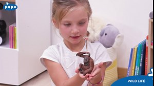 Papo -Hand-Painted - Figurine -Wild Animal Kingdom - Hippopotamus Calf -50052 -Collectible - for Children - Suitable for Boys and Girls- from 3 Years Old