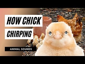 The Animal Sounds: Chick Chirping / Sound Effect / Animation