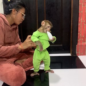 10K views · 308 reactions | Mommy teaching baby monkey ROJO feeding milk for baby and then he got jealous with baby toy | Monkey ROJO | Facebook