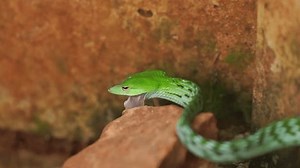 clip-1106489513-close-green-asian-vine-snake-ahaetulla-prasina