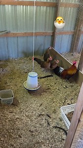 24K views · 335 reactions | Black Breasted Red Phoenix chicken breed at Cackle Hatchery. #cacklehatchery #chickenbreeds #chickenbreeding #chickenfarm | Cackle Hatchery | Facebook