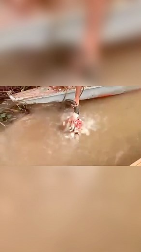 Nature’s Bloody🩸 on Instagram: "Piranhas devouring a cows head 😳 Found in the Amazon Basin, these carnivorous fish are known for their swift and brutal attacks on prey, often stripping it down to the bone within minutes. Their aggressive nature and group hunting tactics contribute to their terrifying reputation, as they can quickly overwhelm larger animals and even humans if they perceive them as vulnerable. While piranha attacks on humans are relatively rare, the numbers still aren’t zero. In