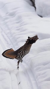 241K views | Watch this ruffed grouse make winter its fashion moment. ❄️ : @bret.amundson & @fishhuntforever #repost via Instagram #CarbonTV #Hunting #HuntingLife #RuffedGrouse #WinterHunt | CarbonTV | Facebook