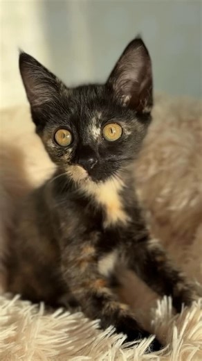 コノポックル保護猫ボランティア on Instagram: "サビ猫ちゃんの美しさって深い💗 ステイシーちゃん、スリスリ甘えん坊の 可愛い可愛い女の子 体調万全になり、里親さま募集中です☆ @kuroneko_anko1201 宅にいる沙羅ちゃんと月齢が近いので 2匹でのお迎えがお勧めです 里親さま募集中の猫達についての お問い合わせは ねこねっと山中湖の管理人 @pengy0130 もしくは、ねこねっと山中湖の ホームページの問い合わせフォームからお願いします こちらへのDMは読めない設定です #保護猫#猫 #ねこねっと山中湖 #買わず飼おう#ミルクボランティア#ペットショップに行く前に #預かりボランティア#里親募集中猫#子猫 #cat#orangecat #子猫里親募集#kitten #kitty#chat#chaton #catlover #catlovers #catfamily #catmom #catlife #cutecats #rescuecats #catlovers #catloversclub #catvídeos"