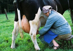 Factors Affecting the Quantity of Milk (Milk Yield) - Livestocking