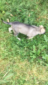 Now available: Pink collar female born 2/21/18. Please message or call for info. | Olympus German Shepherd Dogs