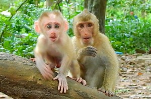 8.2K views · 1K reactions | Monkey Mister on Reels | Facebook