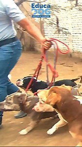 ENTRENAMIENTO A BULLIES #dogtraining #americanbully #adiestramientocanino | Educadog - Adiestramiento y Rehabilitacion Canina