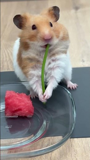 Dursun yapılacaklar listesi; 1. Ex’e yazmayı bırakmak 💬 #youtubechamps