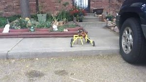 2.4K views · 16 reactions | Daffodil On Wheels on Reels | Facebook