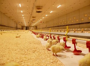 [Hot Item] Chicken Poultry Farm House Design and Automatic Broiler Ground Raising Equipment