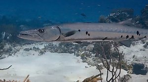 Up close and personal with a Barracuda | Cynthia Rothrock