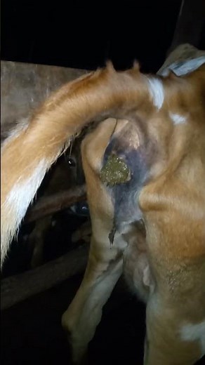 Cow Pooping video #cow #animals #farming #matingseason #bull #pooping #viralshorts #viralreels