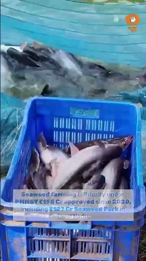 Seaweed खेती से बदलेगा तटीय भारत का भविष्य