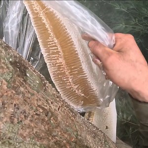 Jungle Honey Harvesting | Three large nests in the deep forest | Bees Reels