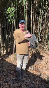 Vultures stop disease #vulture #disease #education #fyp #nature | Brian Blazer