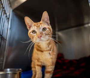 10K views · 170 reactions | 〰️ Wiggles 〰️ This happy-go-lucky kitten...