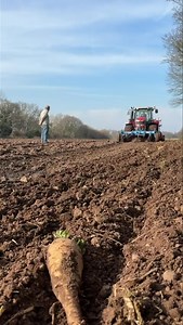 *FARMING UPDATE* Today, Farmer Roger has started to sow our Spring Barley 🌾 crop after Parsnips were harvested from this field, and under the watchful eye of Farmer Ray 🚜🇬🇧 Tomorrow (Mon 10 March) our Home Ed group is going to help with more Spring Barley sowing! #farmvisit #lowerdraytonfarm #wolverhampton #familydaysoutuk #daysoutwithkidsuk #LocalFarm #homeedwolverhampton #workingfarm #homeedstaffs #homeeducation #homeedrugeley #homeeducator #homeed #homeedbirmingham #homeedcommunity #dayso