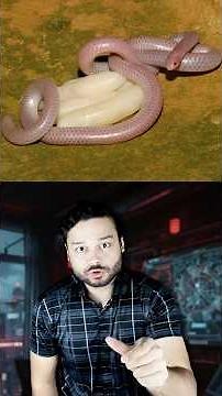 It Looks Harmless, Until You See WHAT IT CAN DO! Barbados Threadsnake #shorts