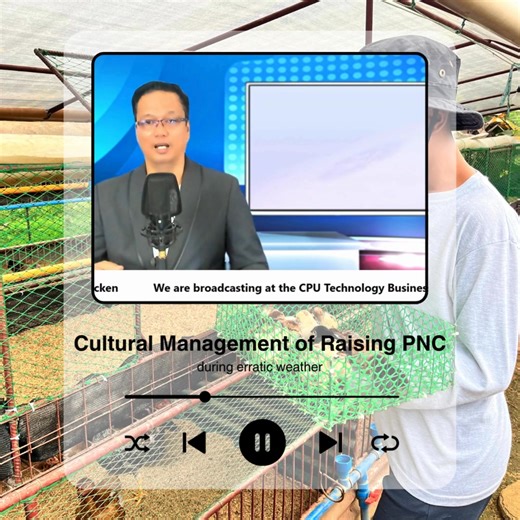 Cultural Management of Raising Native Chickens During Erratic Weather: A Journey of Resilience and Adaptation. Embrace the challenge of nurturing these remarkable birds, finding strength in your ability to create a thriving environment despite the unpredictable forces of nature. #NativeChickens #SustainableFarming #Resilience #Agriculture | Philippine Native Chicken