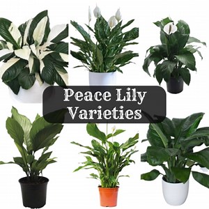 31 Peace Lily "Spathiphyllum" Types With Names 🪴🪴 #peacelily #peacelilyplant #spathiphyllum #Varieties #Plantas #gardenlife #plantasdecasa #plantsofinstagram #garden #plantlover #gardening #gardener #plantbased #beautiful #indoorplants #beauty #gardendesign #plants #houseplants #plantsmakepeoplehappy #gardeninspiration #houseplantclub #plantslover #gardens | Decor & Beauty