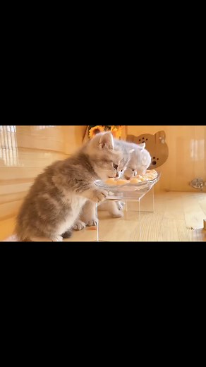 cutties cat!! #cats_of_world #FunnyVideo2024 #catlovers #petstagram #petlovers #catshorts #catvideos #animalshelter #catfunnyvideo | Animalsheltersnearme | Facebook