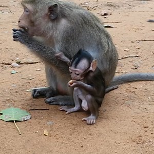 My Mother Was Quite Cautious, But I Was Still Caught Stealing | Monkey Rainbow | Monkey Rainbow
