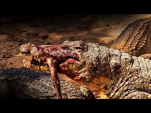 ⚠️Explicit Video⚠️ Vicious Crocodile Attack Costa Rica