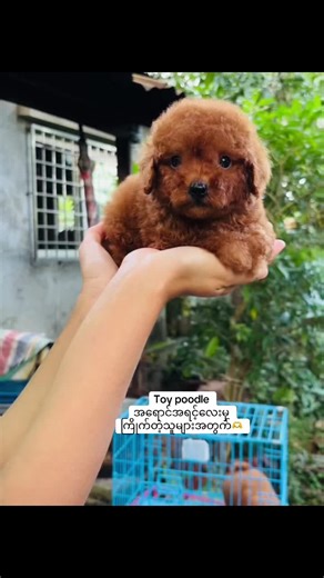 Myint Moh Pet Shop on TikTok