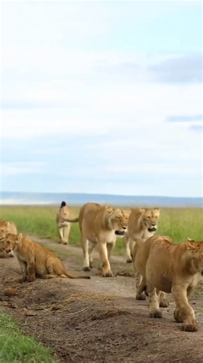 KENYA Best Bush to Beach Vacation unwind From 𝗦𝗲𝗽𝘁𝗲𝗺𝗯𝗲𝗿 & 𝗢𝗰𝘁𝗼𝗯𝗲𝗿 𝟮𝟬𝟮𝟱 》USD. 5,490 per person sharing 》USD. 6,890 single occupancy 𝗡𝗼𝘃𝗲𝗺𝗯𝗲𝗿 𝘁𝗼 𝟭𝟵𝘁𝗵 𝗗𝗲𝗰𝗲𝗺𝗯𝗲𝗿 𝟮𝟬𝟮𝟱 》USD. 4,450 per person sharing 》USD. 5,550 single occupancy 𝐏𝐀𝐂𝐊𝐀𝐆𝐄 𝐂𝐎𝐒𝐓 𝐈𝐍𝐂𝐋𝐔𝐃𝐄𝐒: 𝙽𝙰𝙸𝚁𝙾𝙱𝙸 ▪︎ 01 night accommodation at Hemingways Nairobi/Eden ▪︎ Meals on Bed & Breakfast ▪︎ Airport pick up from JKIA 𝙼𝙰𝚂𝙰𝙸 𝙼𝙰𝚁𝙰 ▪︎ 03 nights at Hemingways Ol Seki ▪︎ Meals o