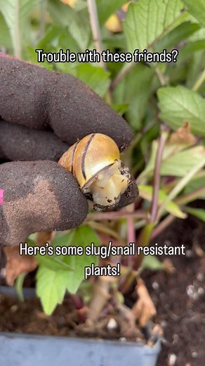 Got some little slimy friends in your garden? Try planting these slug and snail resistant annuals. Remember: resistant does not meant prevention! Slugs and snails are attracted to dark, moist areas. If you have a garden that creates this dream habitat for these pests, there are home remedies that you can use to deter them! Here’s some of the annuals that have been found to be slug and snail resistant: -lavender Dianthus Snap dragons Geraniums Begonias Impatiens Nasturtiums Bidens #gardening #pes