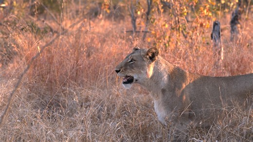 27K views · 686 reactions | Our Resident Pride is Returning! (Mbiris) | The Virtual Safari #369 Book your safari experience today: https://bit.ly/40fhCwV | Tintswalo Safari | Facebook