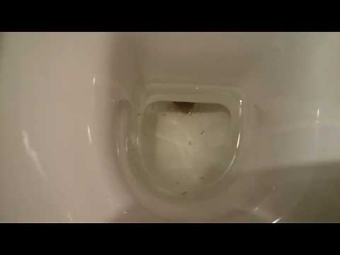 Larve di zanzara nel bagno nell'acqua del water