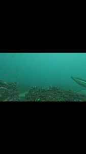 Well hello ☺️🤟🐟 . #trapmanaustralia #australia #fishing #merimbula | Trapman Australia