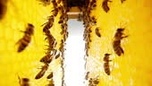 Bees swarming on honeycomb, extreme macro slider footage, camera...