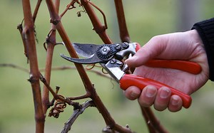 At The Gardens at Heather Farm in Walnut Creek: Learn Proper Pruning Techniques