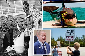 Lolita the orca returning to 'home waters' 50 years after capture