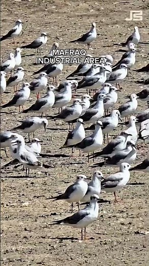 Seagulls in Mafraq Industrial Area - Abu Dhabi 🕊️ #JafferShadiq