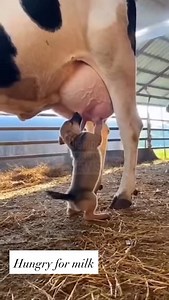 #milk #hungry #cow # | Farrah Yavar