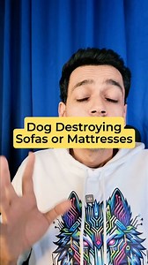 🐶 Is your dog tearing up your bed or sofa? 🛏🛋 We often hear complaints like these! It's important to understand that many dogs have natural digging instincts. When they dig, they're fulfilling their urge to hide things, play, and explore. But if we don't give our dogs the opportunity to dig outside—in the garden or on walks—they'll find other ways to satisfy that instinct, like digging into your furniture! They don't realize it's a sofa; when they press their paws and it gives way, it feels j
