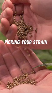 Learn how to grow, cultivate and perfect your grow with the upcoming 10 videos on the Soft Secret channel. | Soft Secrets International