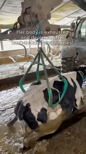 ✨The strain of constant pregnancy and lactation pushes mother cows in the dairy industry to their physical limits, until they become “spent” and they are sold and slaughtered. ✨Purchasing dairy products financially supports their suffering. Please have empathy for these abused mothers and quit dairy today. vegankit.com howdoigovegan.com 📼: @thesavemovement | Christopher Sean Mcginn
