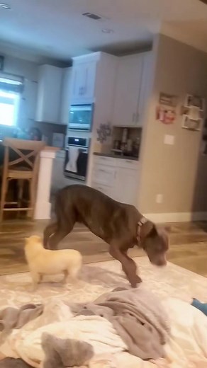 Try Not to Laugh: Funny Dog and Cat Moments