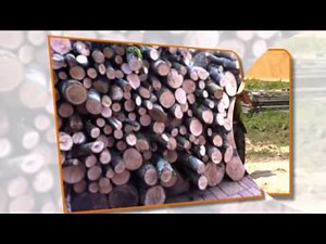 Tree Surgery - Tree Control