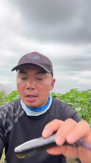 Talong ang sarap kahit hilaw #japanfarmingtambayan | Japan Farming Tambayan