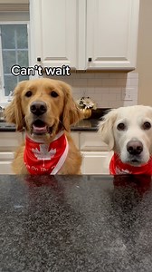 75K views · 3K reactions | Making homemade poutine for the dogs....