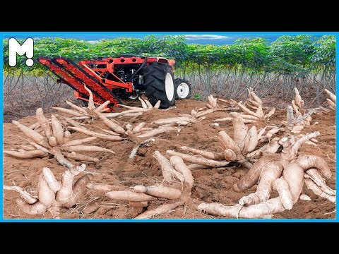 Cassava Cultivation Farming and Harvesting - Cassava Agriculture Technology -Cassava Processing Line