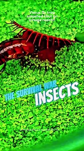 Venus fly trap smashed shut on a huge roach!! #thesurvivalwarinsect #adventure #cockroach #usa #fypviralシ | The Survival war Insects